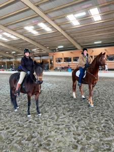 Paso-vs-Saddlebred